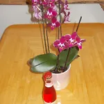 Neubert Apartment *