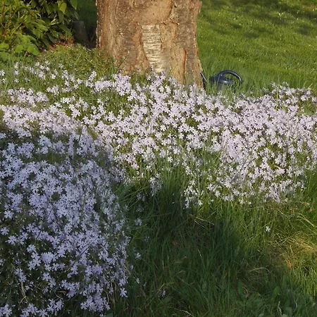 Neubert * آيبنشتوك