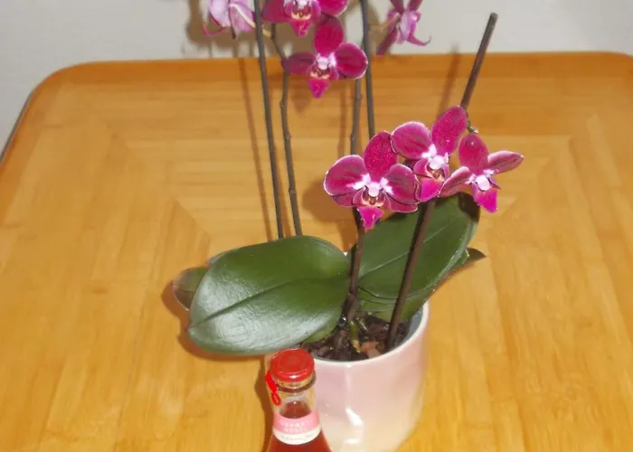 Neubert * 아이벤슈토크